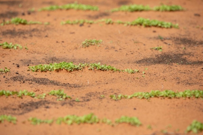Food and agriculture: champions for the environment