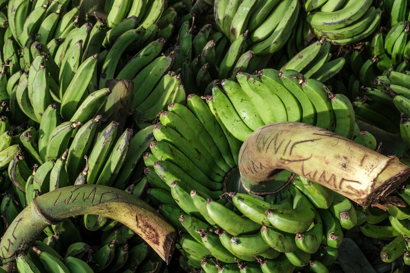 Food and agriculture: champions for the environment