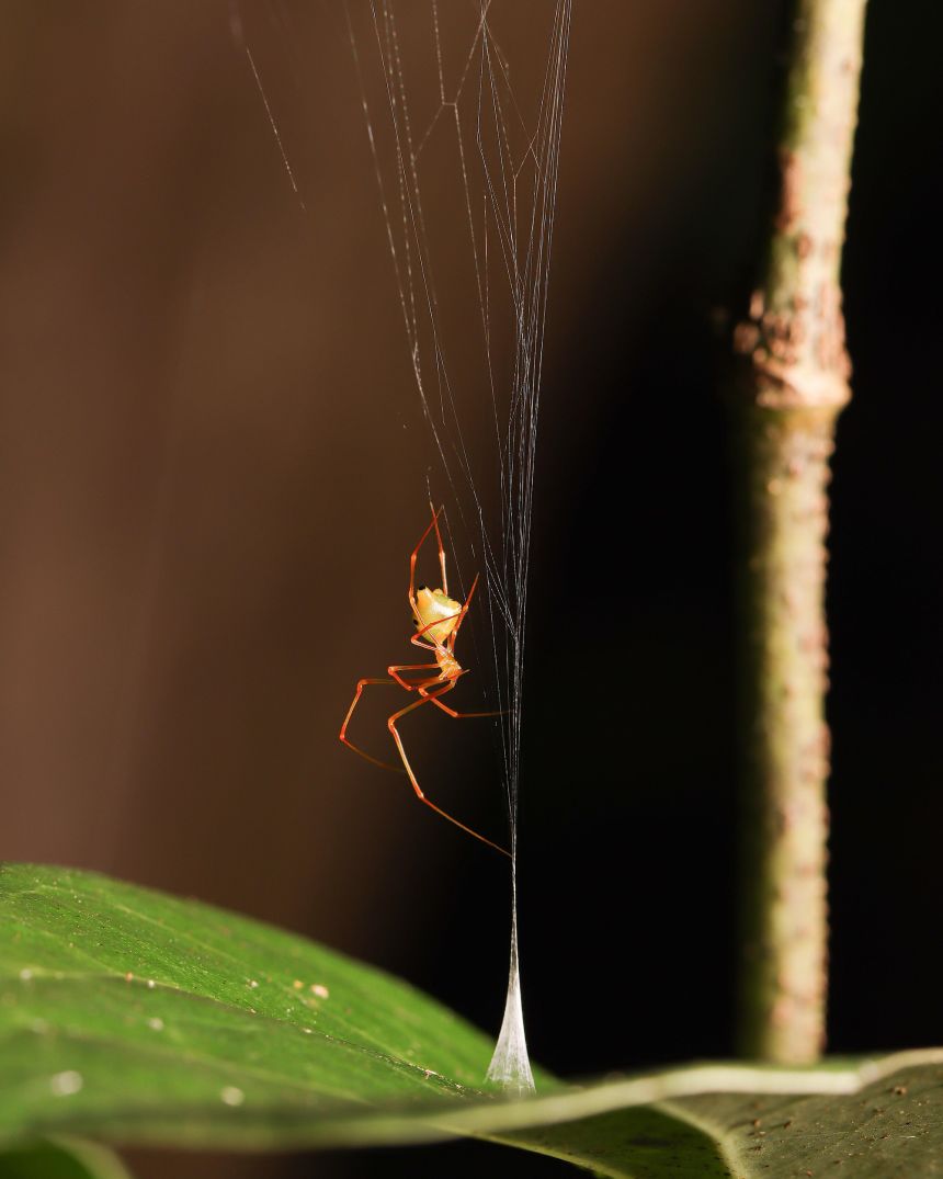 Scientists have dubbed the newfound species