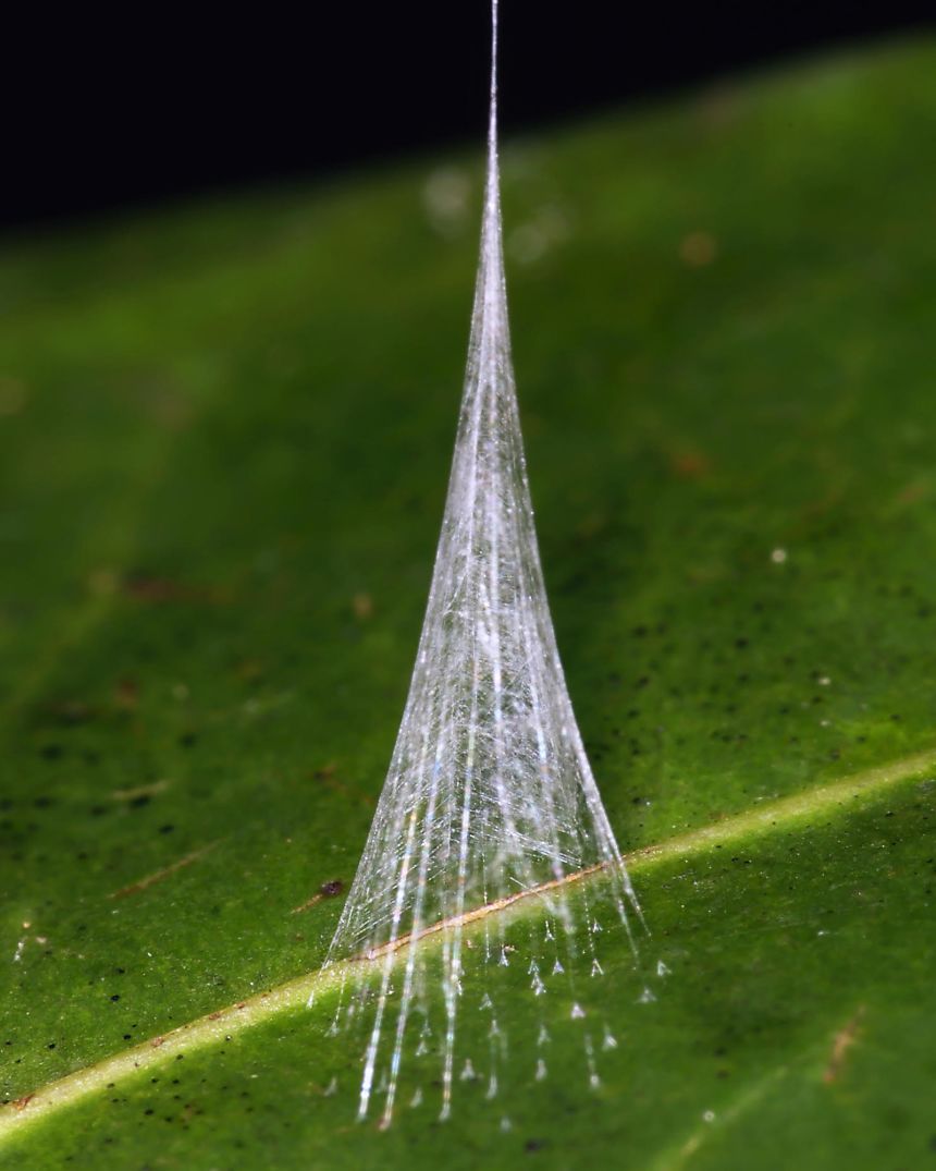 This unique, intricately made silken cone is designed for just one type of prey: the green tree ant.