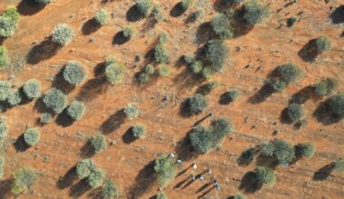 Are Australia’s carbon farming schemes just hot air? Hardly – forests are regrowing almost everywhere