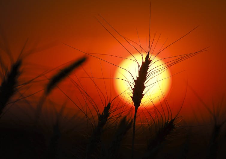 a head of wheat is silhouetted by a red sun