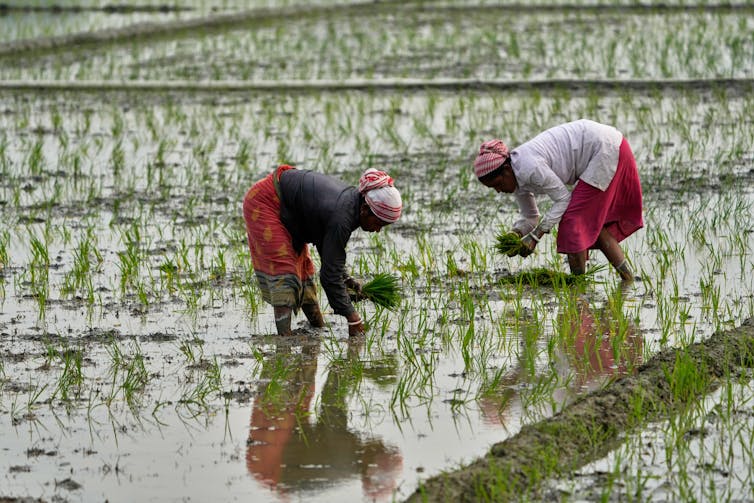 Women plant rice in a paddy