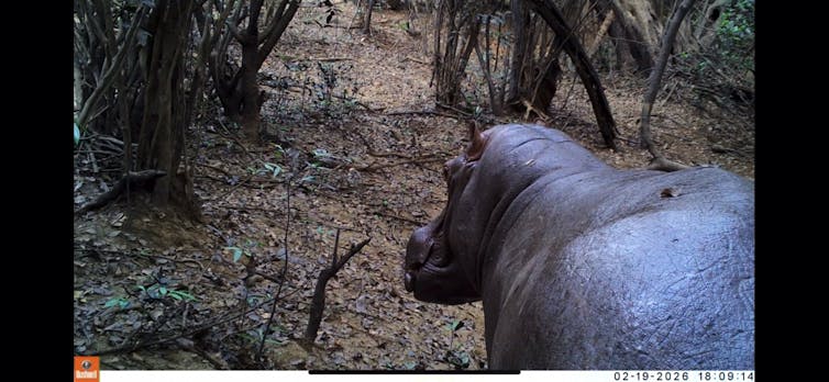 Hippopotamus in profile