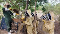 A group of people in bee suits under trees practicing beekeeping