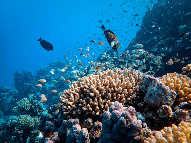 fish swim near coral in the sea