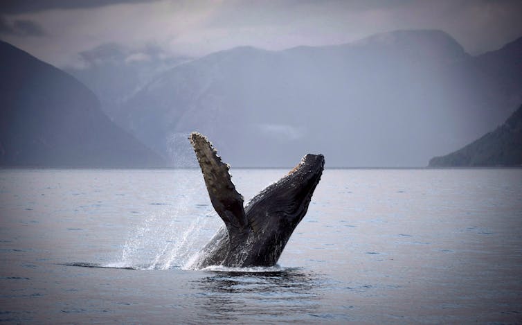 A humpback whale breaks through the water