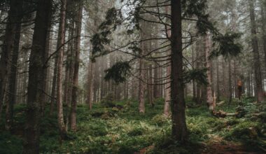 Greater international co-operation is needed to achieve the UN’s global forest goals