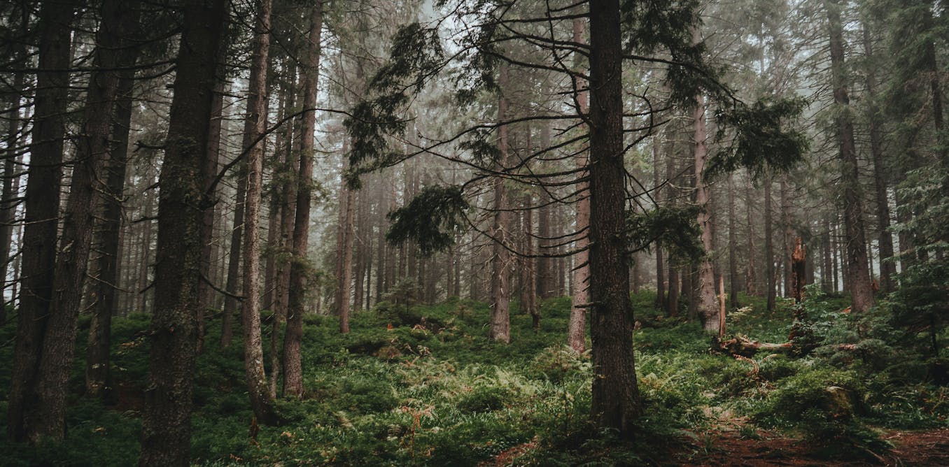 Greater international co-operation is needed to achieve the UN’s global forest goals