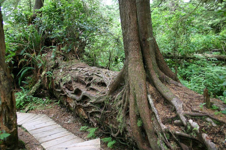 Trees of different ages grow from a fallen log.