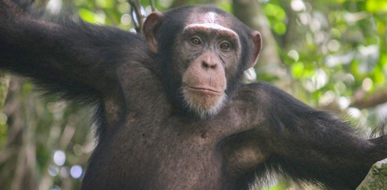 Why do male chimpanzees throw rocks at the same trees for more than a decade? We travelled to remote Guinea-Bissau to find out