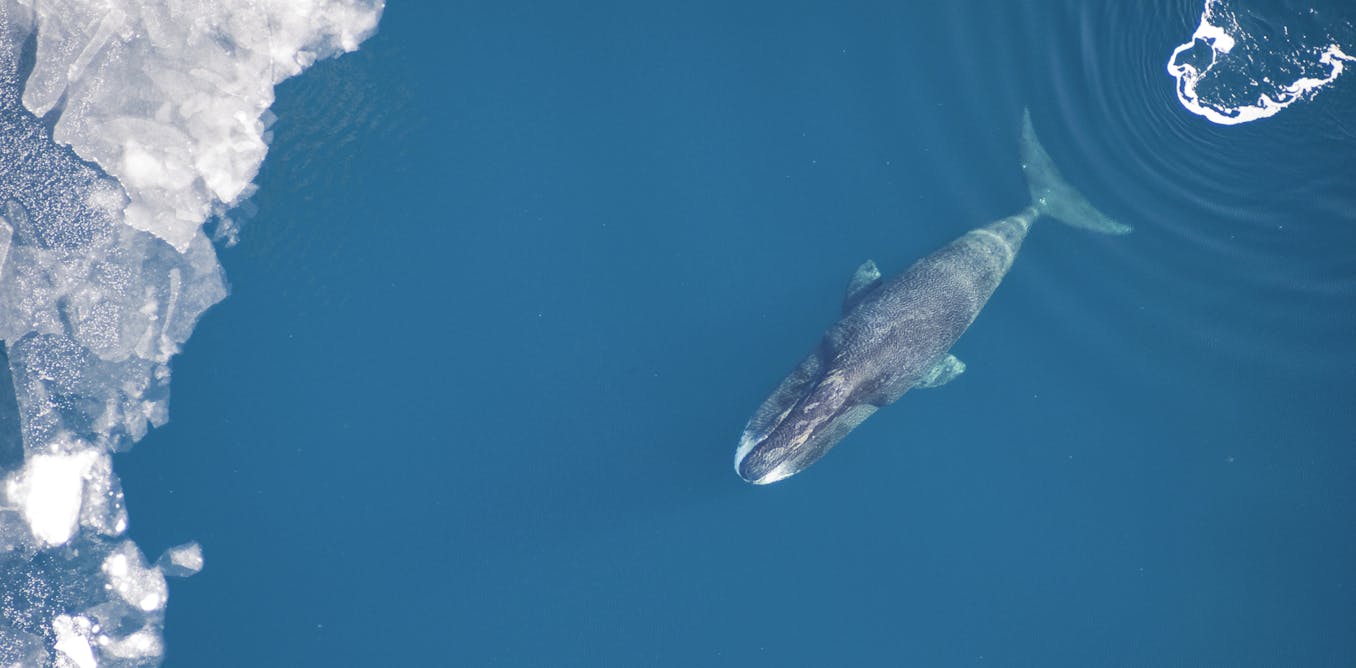 Centuries-old logbooks reveal how bowhead whales are recovering from near-extinction