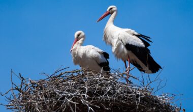 White storks: why introducing non-native species in rewilding projects can be a good idea