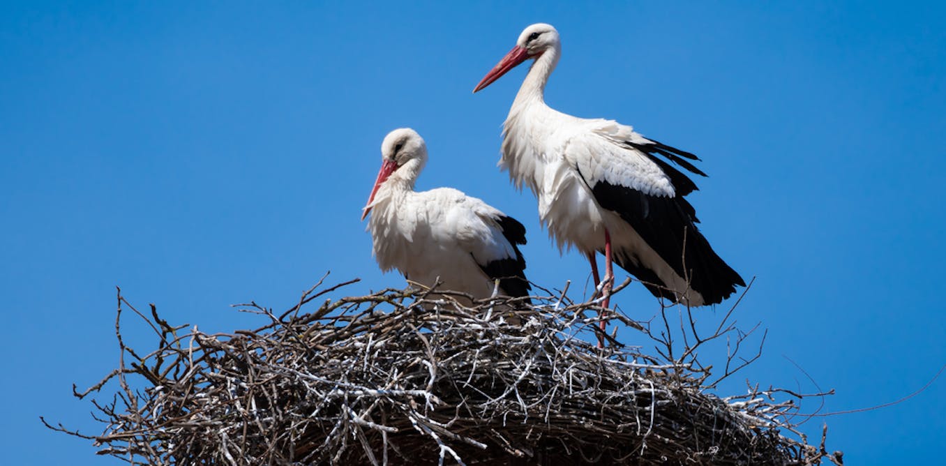 White storks: why introducing non-native species in rewilding projects can be a good idea