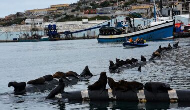 Sharks, seals, hunters, tourists – how wildlife-human interactions matter for conservation