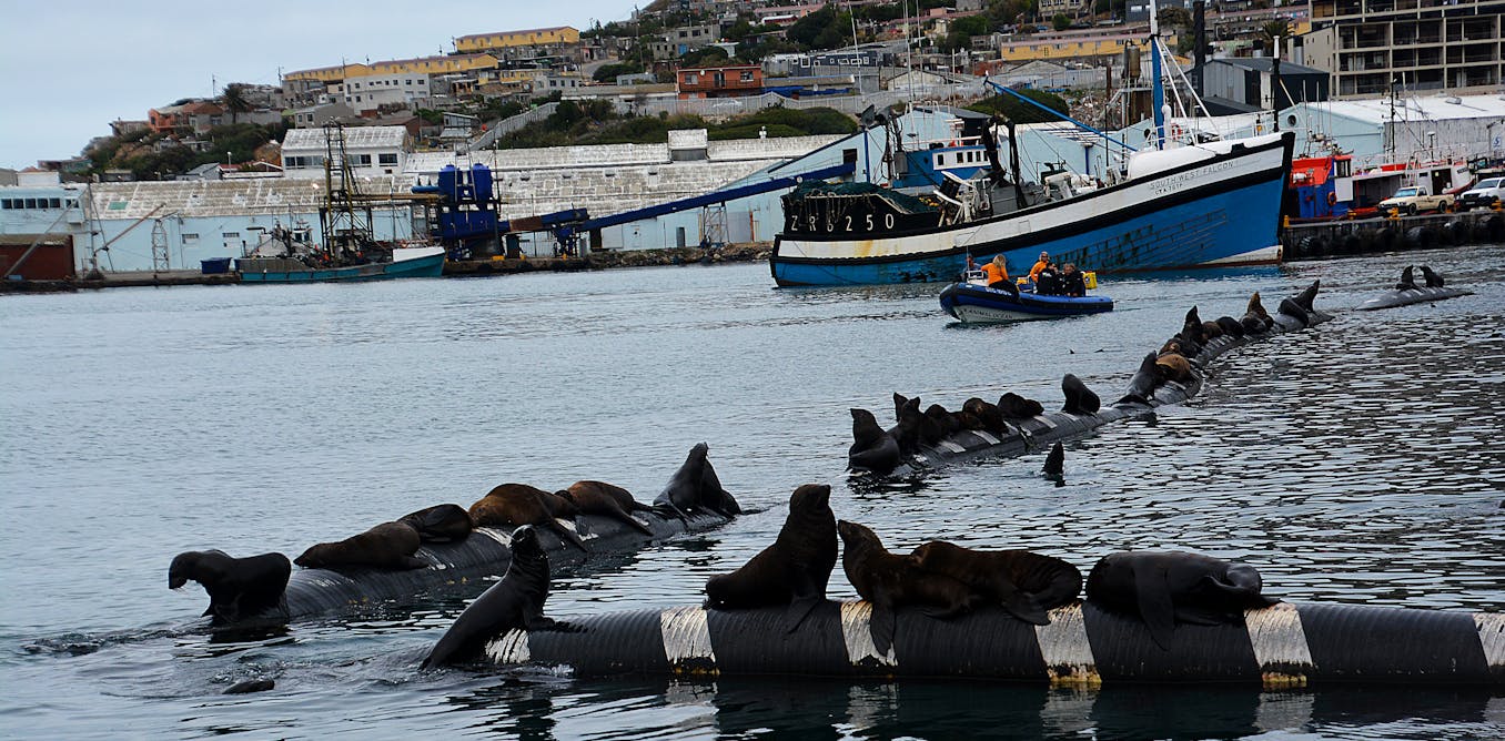Sharks, seals, hunters, tourists – how wildlife-human interactions matter for conservation
