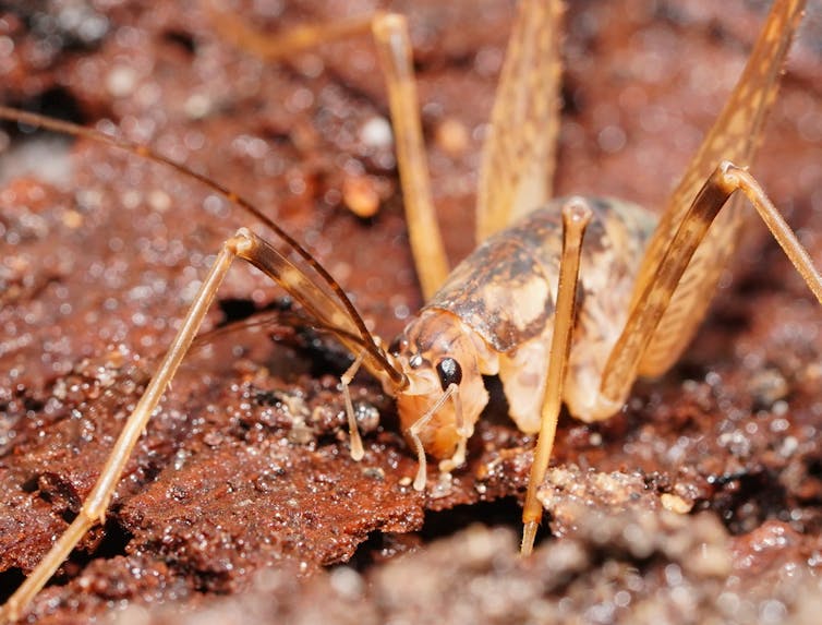 A close-up shot of a cave cricket, showing its elongated antennae and reduced eyes.