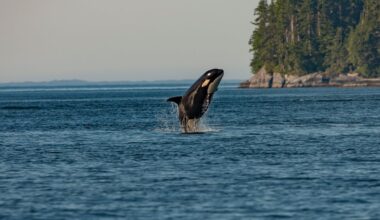 Canada’s ‘major projects’ should not come at the cost of the environment