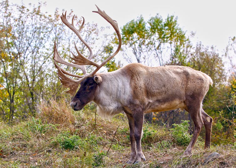 a caribou in a woodland area