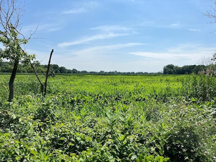 A landscape of green, marshy field with blue skies.