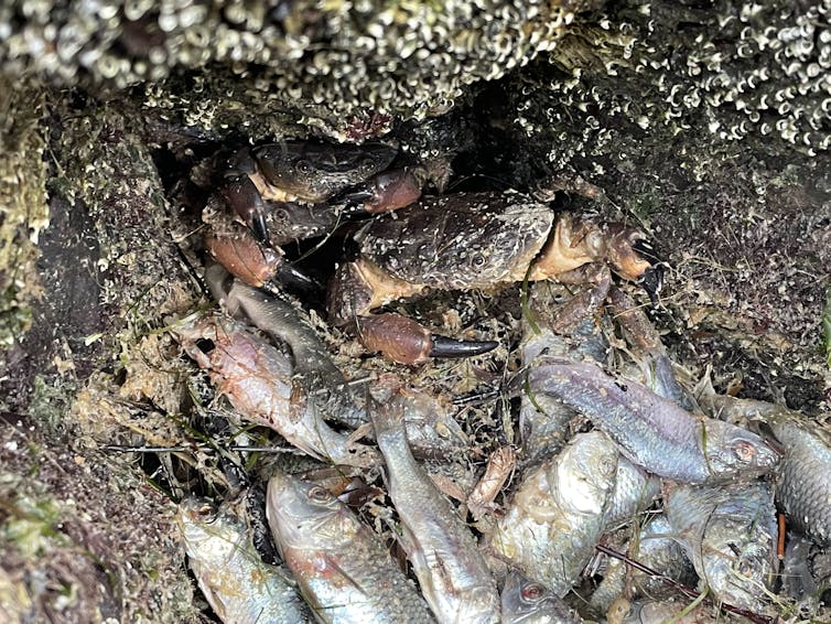crabs eating dead fish on sea shore.