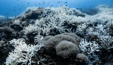 Two decades of research show Indonesia’s coral reefs are heat-tolerant — but only up to a point