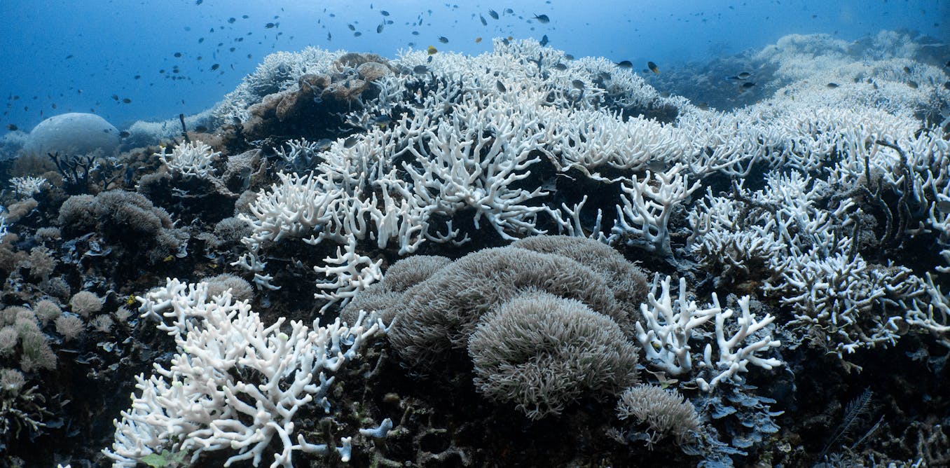 Two decades of research show Indonesia’s coral reefs are heat-tolerant — but only up to a point