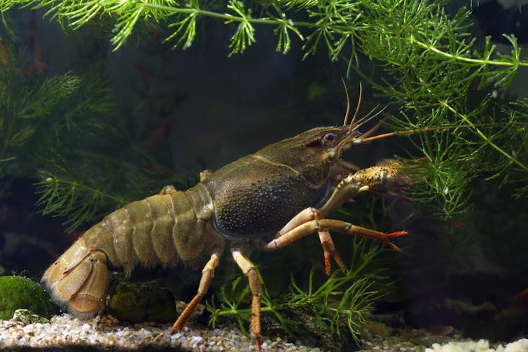 small crayfish on river bed
