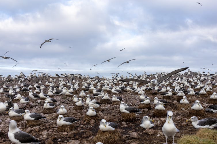 Albatross Island shy albatross colony showing incubating adults on nests.