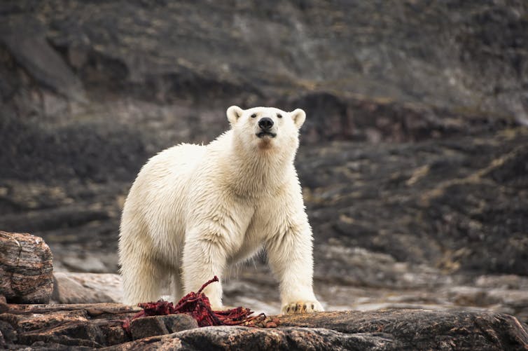 Polar bear feeding on carcass, rocky background