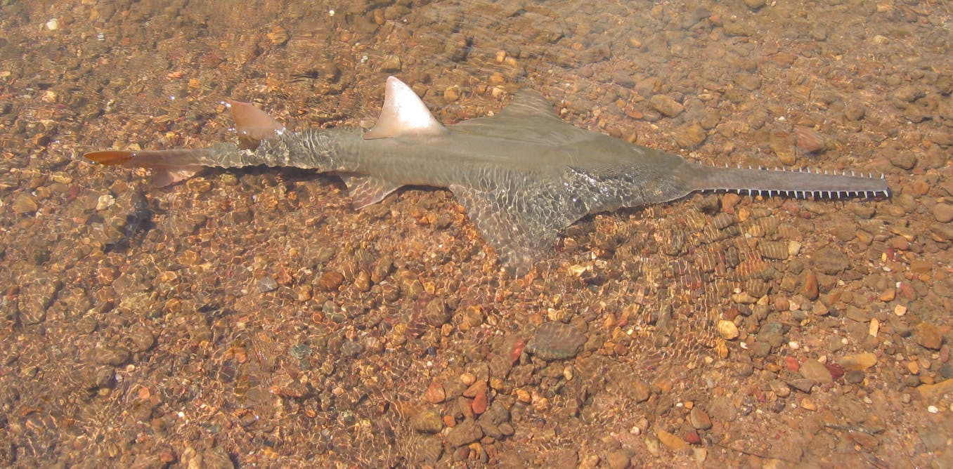 Climate change is causing fish to move to cooler water. But what if their escape route is blocked?