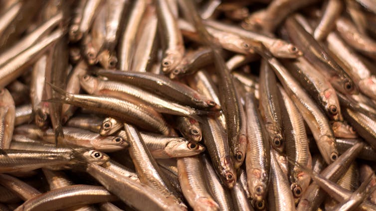 An image of lots of anchovies.