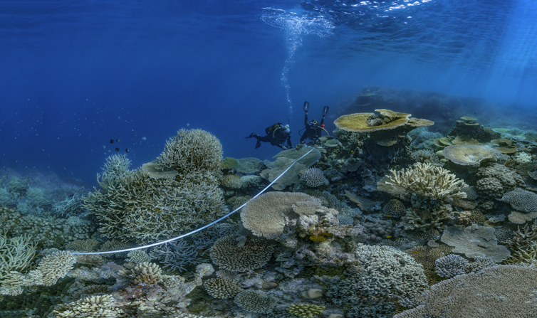 Divers with a measuring tape on a reef