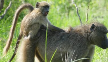 Female baboons keep family bonds strong: research reveals the benefits