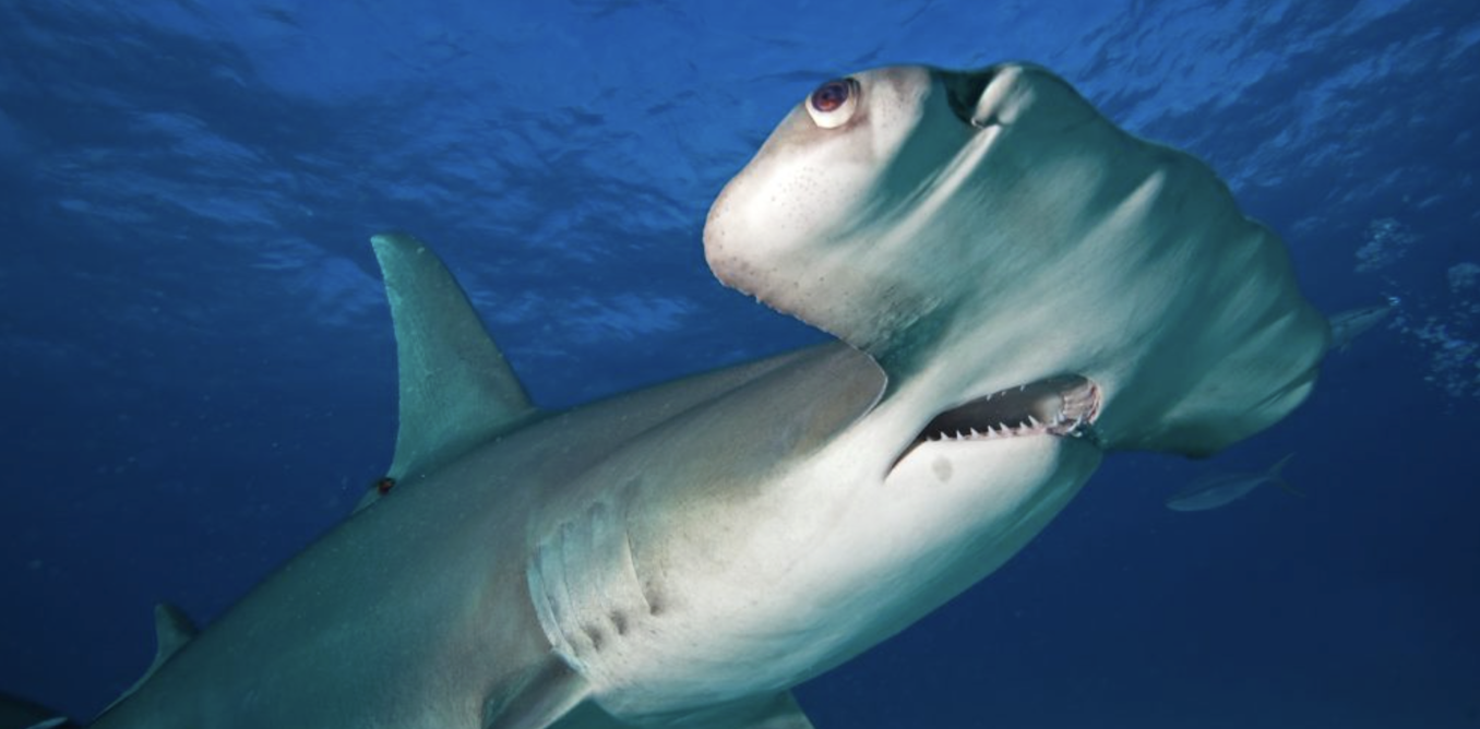 Scientists find antidepressant in the brains of sharks off the coast of Rio de Janeiro