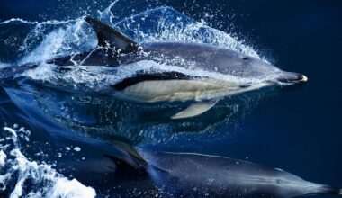 Levels of ‘forever chemicals’ in dolphins and whales are rising globally