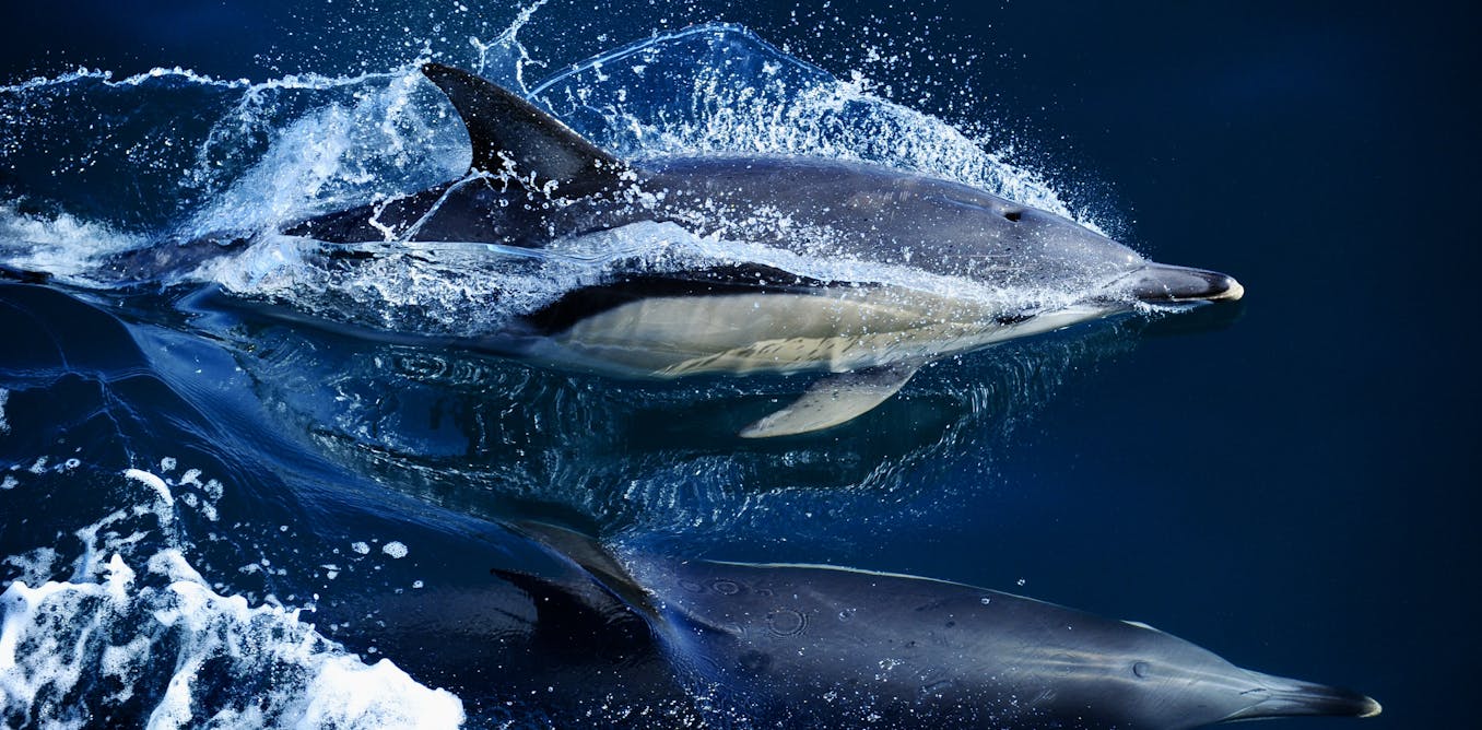 Levels of ‘forever chemicals’ in dolphins and whales are rising globally