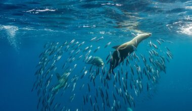 A ‘super’ El Niño has the power to devastate fishing – and leave seals and sea lions starving