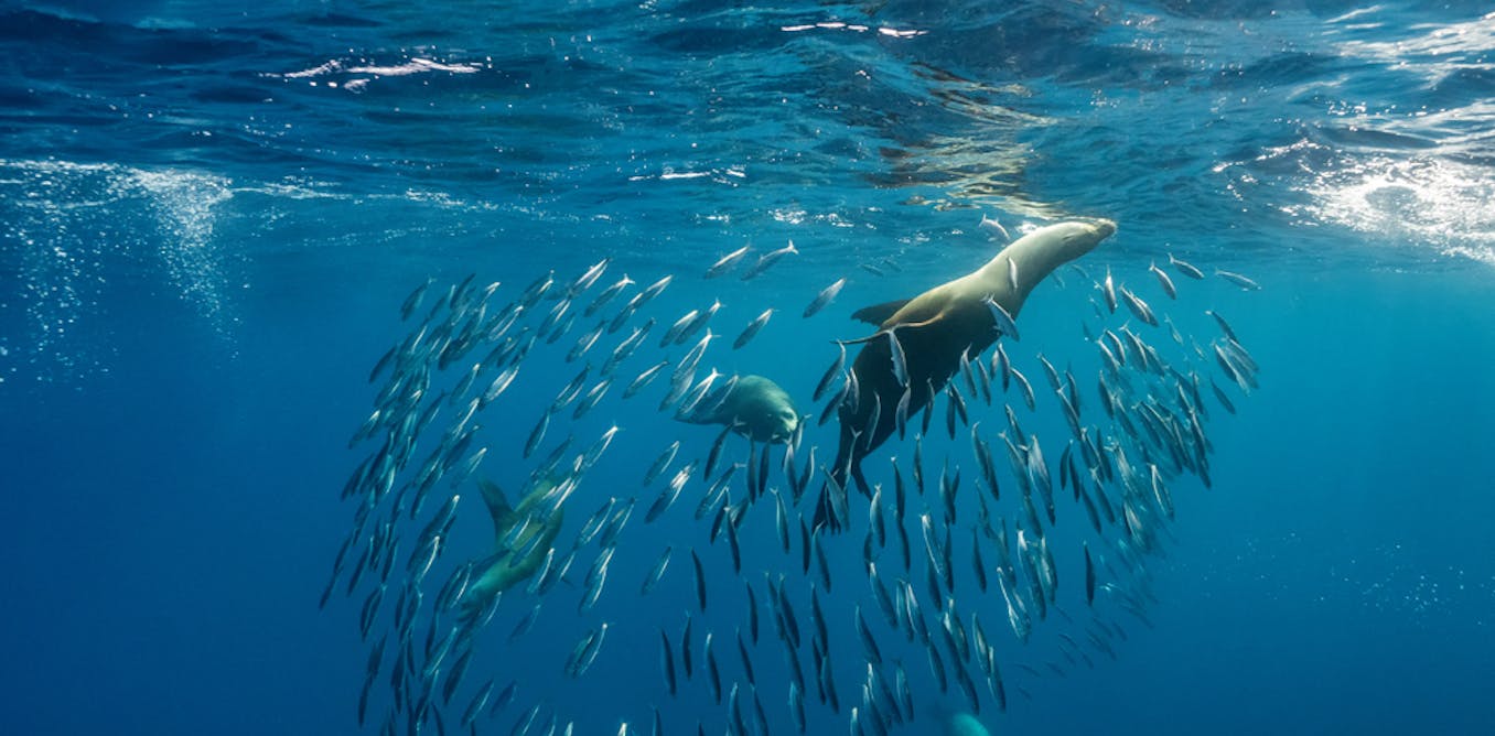 A ‘super’ El Niño has the power to devastate fishing – and leave seals and sea lions starving