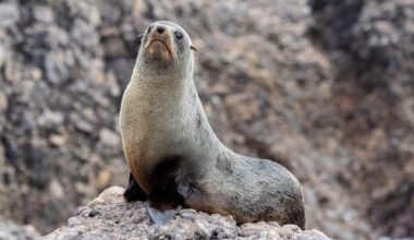 Seal pups and seabird chicks are suffering in extreme weather. How can we protect them?