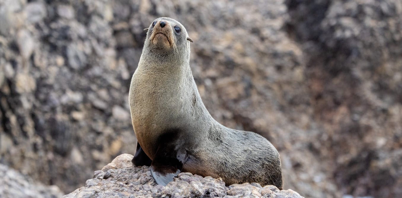 Seal pups and seabird chicks are suffering in extreme weather. How can we protect them?