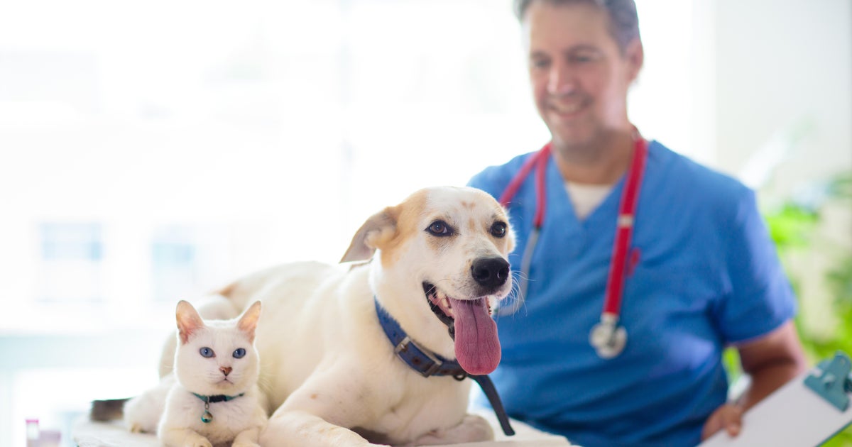 FDA clears emergency use of drug to fight screwworm infections in pets