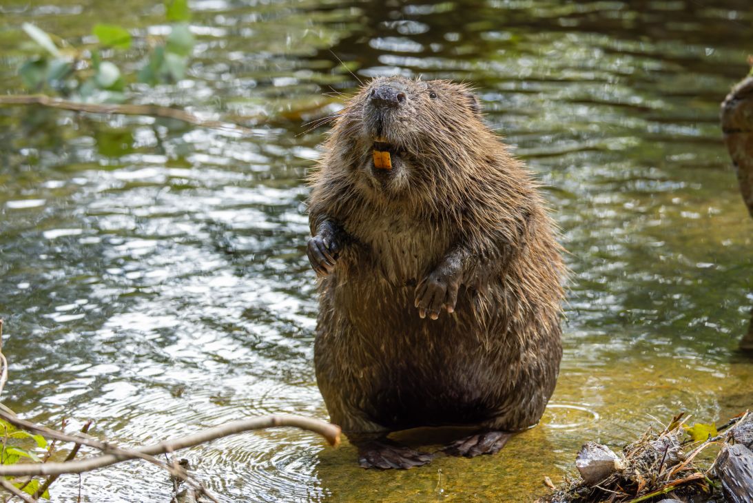 Beavers' teeth are stregthened by iron, which gives their teeth an orange color.