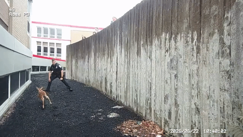 'You're the Man!': Pittsburgh Cop Shows Nifty Reflexes to Grab Deer