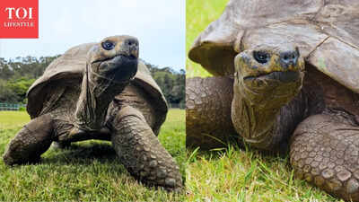 Why travellers are flocking to see Jonathan, the 194-year-old tortoise - what's special about him apart from his age