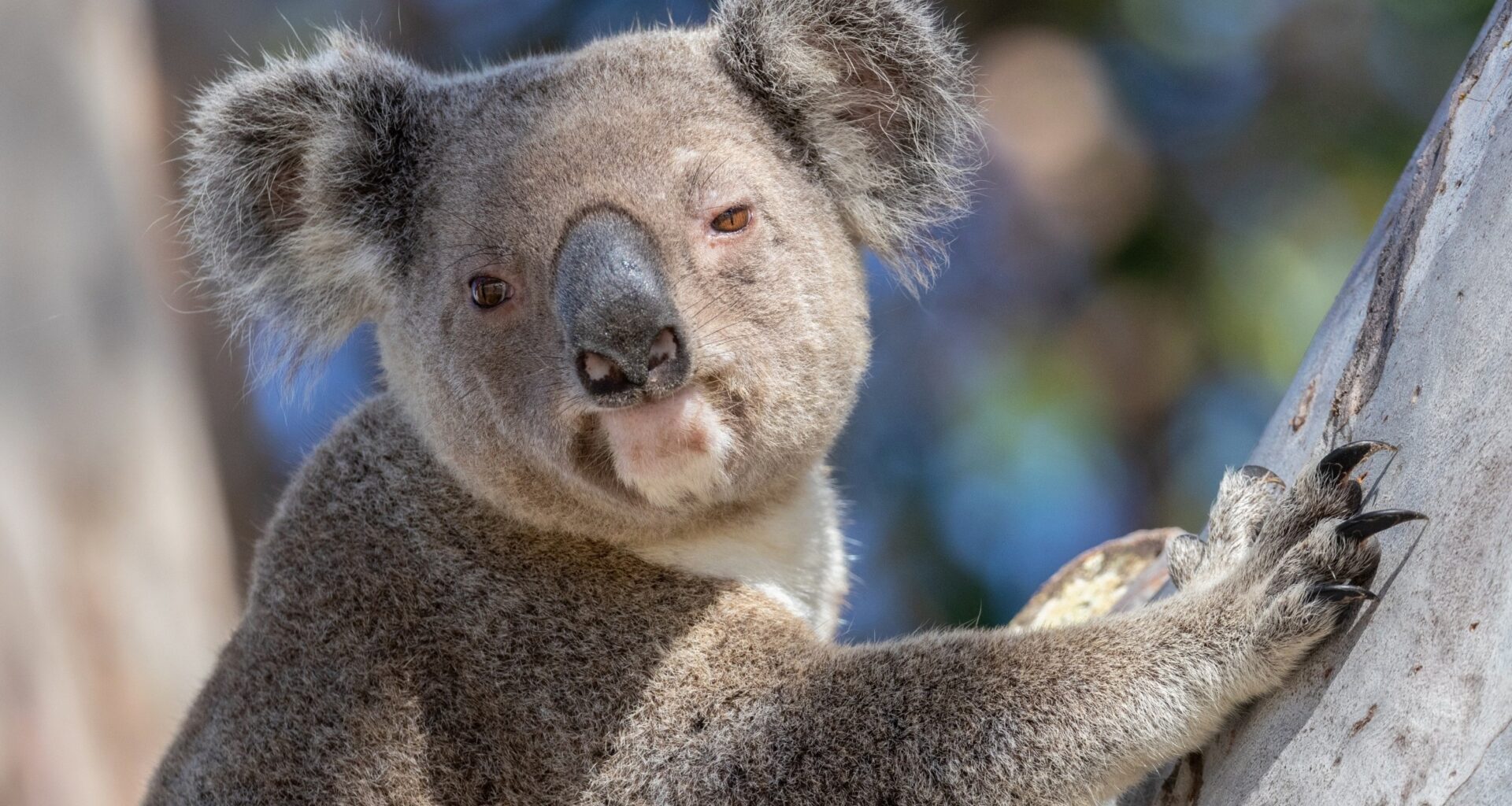 Koalas nearly went extinct long before humans arrived in Australia