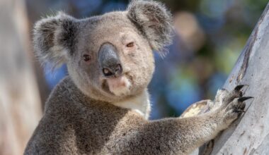 Koalas nearly went extinct long before humans arrived in Australia