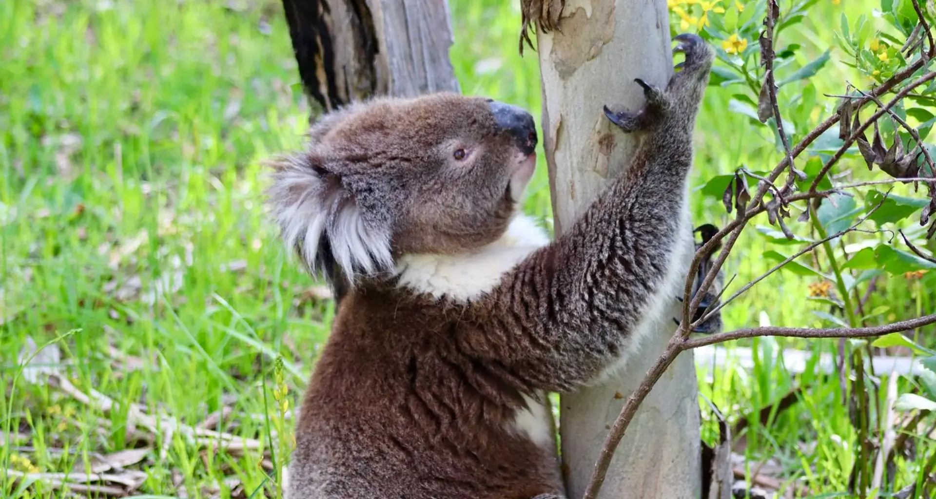 South Australia’s koala boom could end in mass starvation