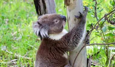 South Australia’s koala boom could end in mass starvation