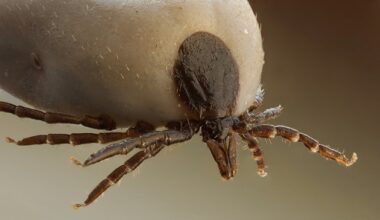 Public health warns ticks are expanding into new areas across Ontario